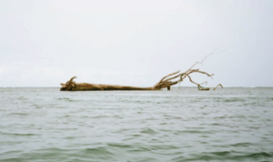 Photo of dead tree floating in an expanse of water