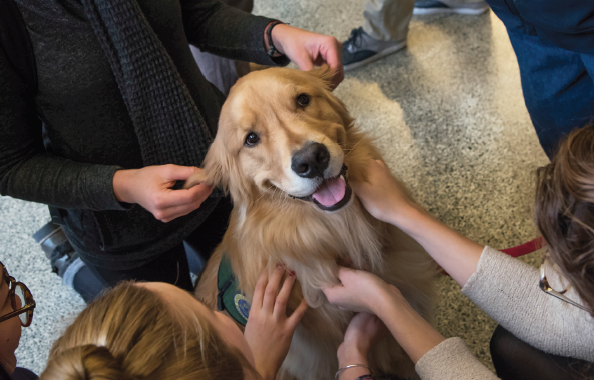 Therapy dog with students