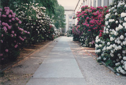 Rhododendrons in Killian Court