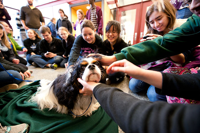 photo of therapy dogs