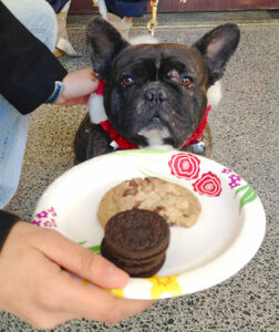 dog and cookies