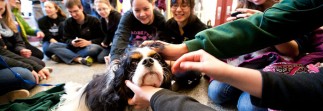 Alleviating academic stress with cold noses and wagging tails