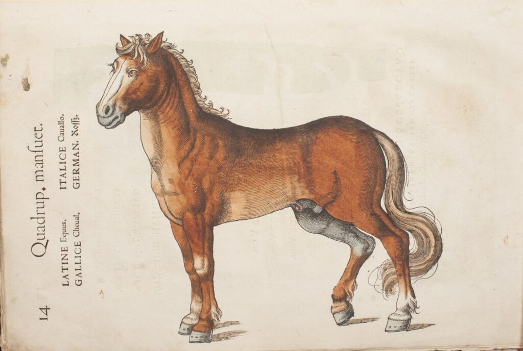 Horse from Gessner book